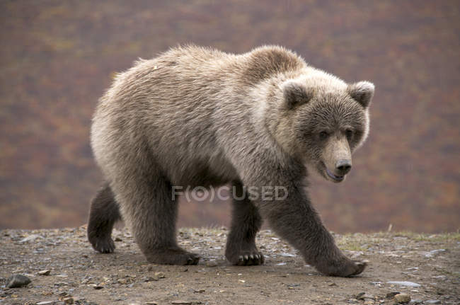 Orso grizzly selvatico al passo policromo nel Parco Nazionale di Denali, Alaska . — Foto stock