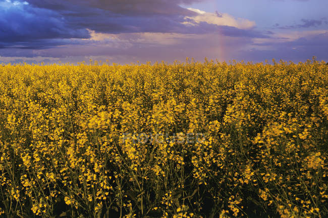 Цветущее поле канолы под штормовыми облаками и радугой близ Эдмонтона, Альберта, Канада . — стоковое фото