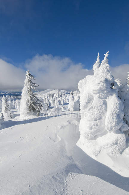 Снежные призраки на горнолыжном курорте Sun Peaks в драматических зимних пейзажах недалеко от Камлупс, Британская Колумбия Канада — стоковое фото