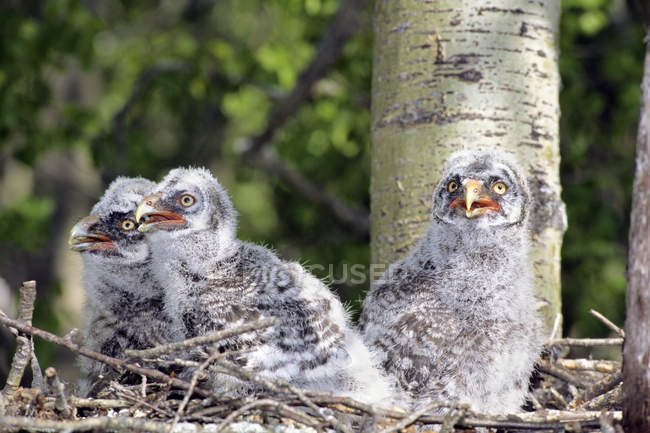 Grande chouette grise poussins assis dans le nid sur l'arbre . — Photo de stock