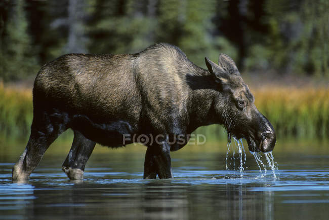 Alce de vaca comendo plantas aquáticas no Parque Nacional Jasper, Alberta, Canadá — Fotografia de Stock