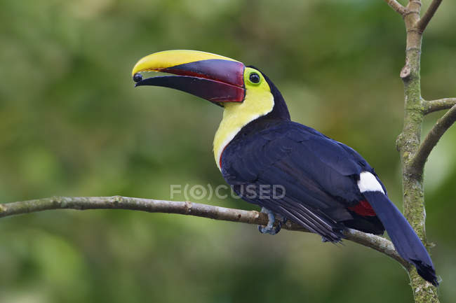 Castanha de mandíbula tucano empoleirado em ramo de árvore na Costa Rica . — Fotografia de Stock