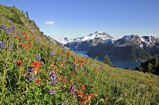 Wildflowers on hillside in Garibaldi Provincial Park, British Columbia, Canada — Stock Photo