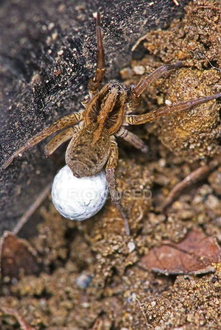 Thin legged wolf spider with egg sac on ground, close-up. — Stock Photo