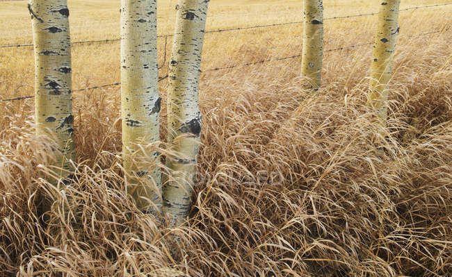 Temblorosos aspens y hierba otoñal cerca de Cochrane, Alberta, Canadá - foto de stock