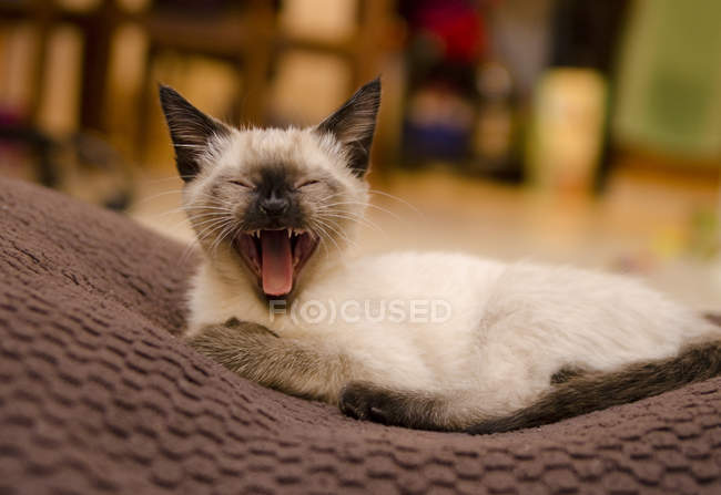 Siamese kitten yawning enthusiastically in home — domestic animal, lying -  Stock Photo | #200731598