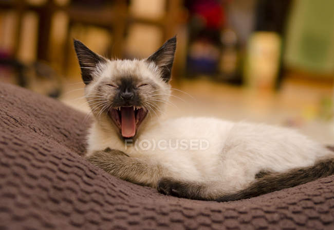 Siamkätzchen gähnt begeistert im Haus — Stockfoto