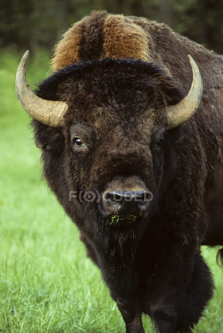 Pâturage de bisons taureaux dans la prairie de l'Alberta, Canada — Photo de stock