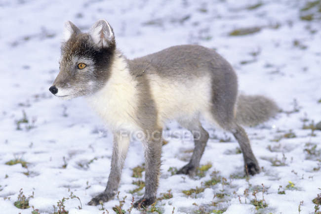 Adult arctic fox in summer pelage on snowy field. — Stock Photo