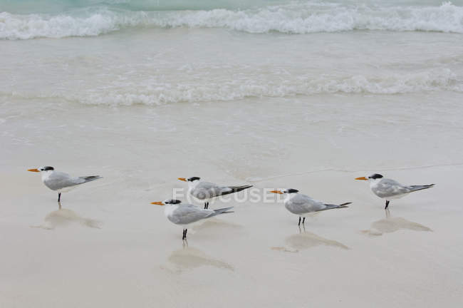 Terns reais em pé na areia molhada de Tulum Beach, Quintana Roo, México — Fotografia de Stock