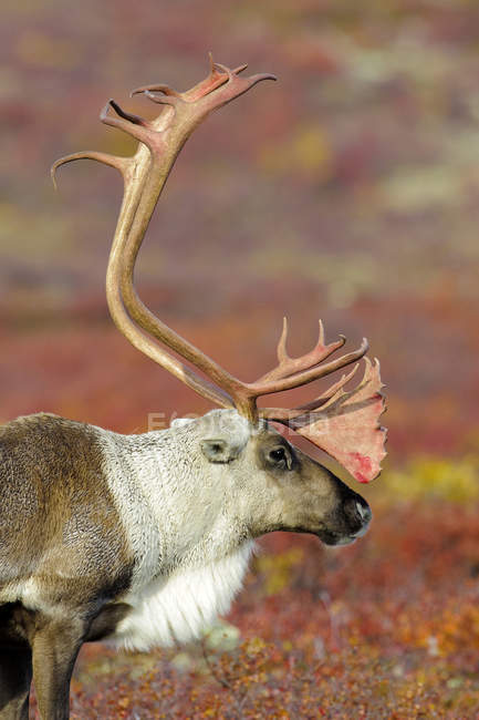 Barren-ground caribou bull grazing on autumnal meadow in Barren Lands, Arctic Canada — Stock Photo