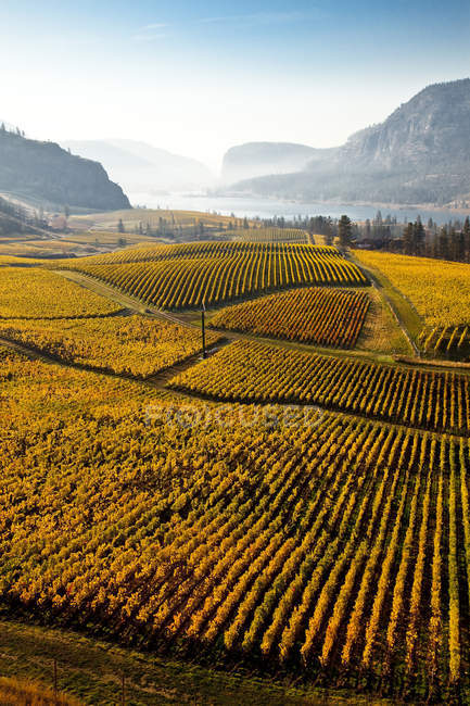 Осенние виноградники в Оканаган Фолс, Оканаган Вэлли, Британская Колумбия, Канада . — стоковое фото