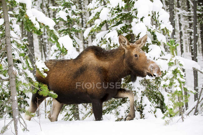Cow moose walking through forest of Jasper National Park, Alberta, Canada — Stock Photo