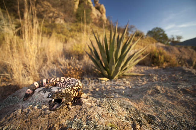 Сітчасті Гіла монстр ящірка на скелі в пустелі штату Арізона, США — стокове фото