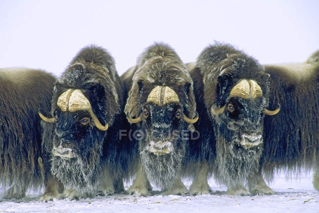 Muskoxen у оборонні кола, банки острів, Північно-Західні території, Канада Арктики. — стокове фото
