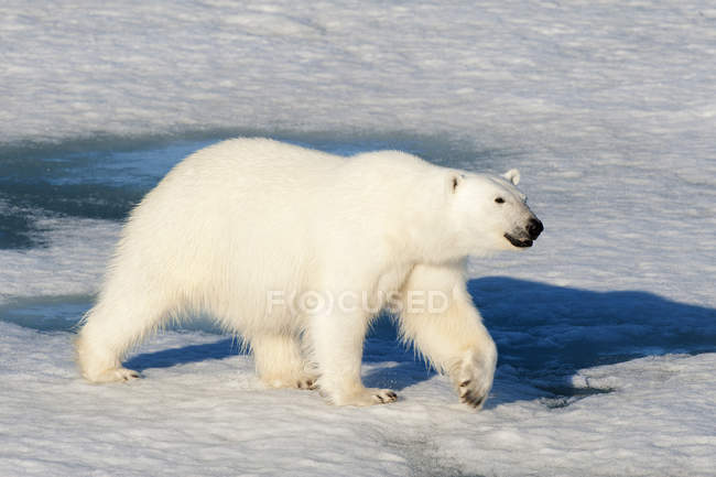 Oso polar caminando sobre hielo de paquete del archipiélago de Svalbard, Ártico noruego - foto de stock