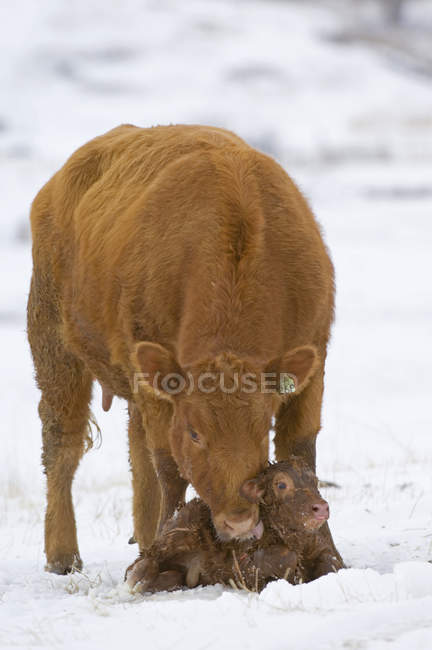 Рыжая корова ангус с новорожденным теленком на ранчо в юго-западной Альберте, Канада . — стоковое фото