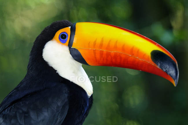 Toco-Tukan im tropischen Feuchtgebiet Brasiliens, Südamerika — Stockfoto