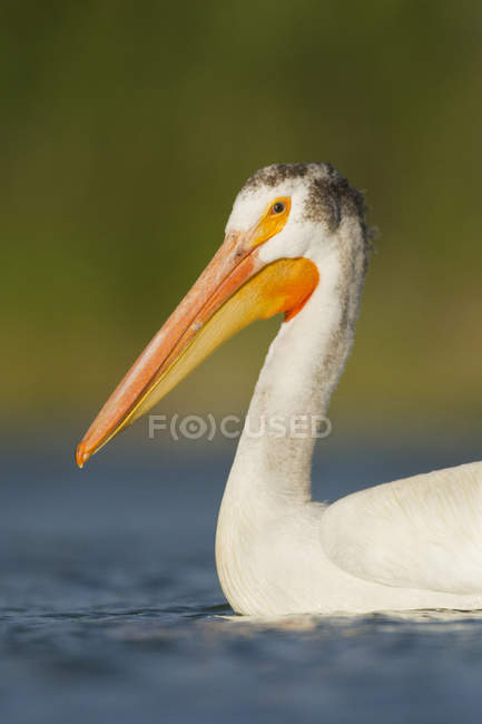 Americano branco pelicano nadando na água, close-up . — Fotografia de Stock
