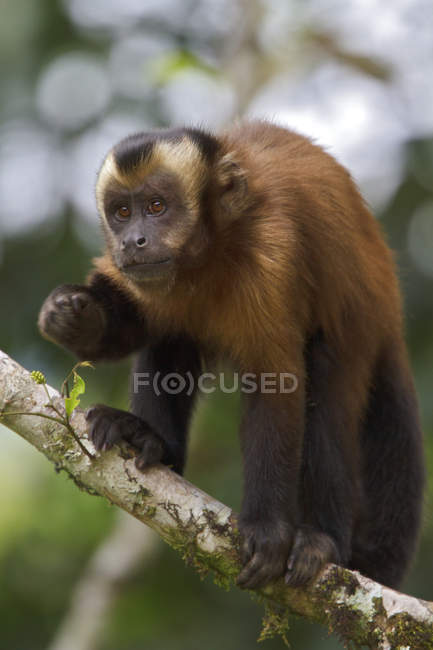 Scimmia cappuccino marrone seduta su un ramo d'albero . — Foto stock