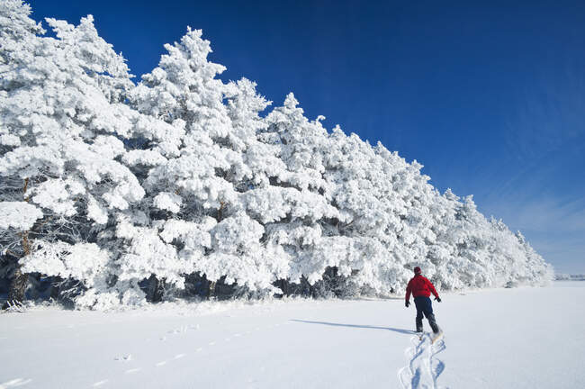 A man snowshoes towards frost covered trees in shelter belt, near Cooks Creek, Manitoba, Canada — Stock Photo