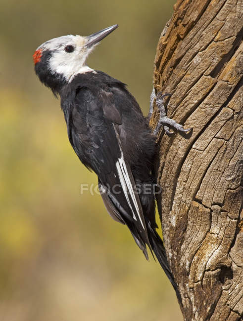Pájaro carpintero de cabeza blanca posado en el tronco del árbol, primer plano . - foto de stock