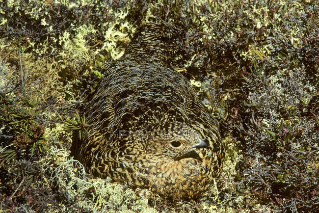 Kryptisch gefiedertes Weibchen im Nest sitzend, Nahaufnahme. — Stockfoto