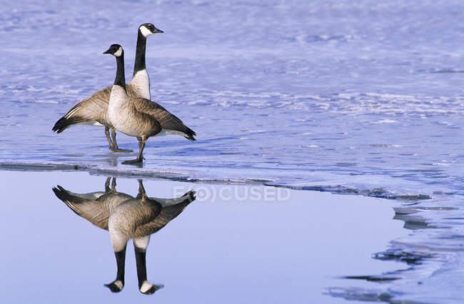 Pareja apareada de gansos de Canadá de pie en la orilla congelada y reflejándose en el agua . - foto de stock