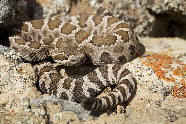 Serpent à sonnette de l'Ouest sur les rochers de l'Okanagan, Colombie-Britannique, Canada . — Photo de stock