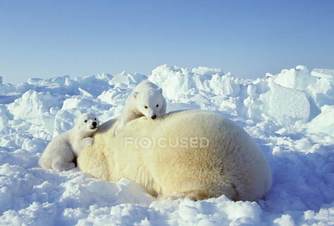 Orso polare con cuccioli appoggiati su pack ice nella Western Hudson Bay, Canada
. — Foto stock
