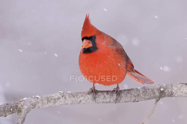 Северный кардинал сидит на ветке деревьев в снегопаде . — стоковое фото
