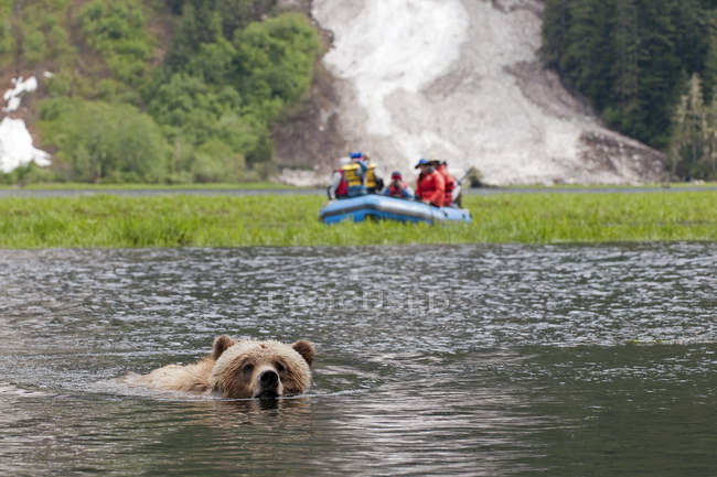 Grizzly oso cruzar estuario con barco de turistas en el fondo, Khutzeymateen área protegida, Canadá - foto de stock