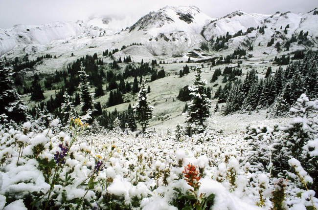 Nieve temprana en Cinnabar Basin of Chilcotin Mountains Provincial Park, Columbia Británica, Canadá - foto de stock