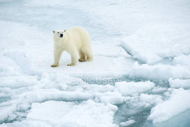 High angle view of polar bear on icy wilderness of Svalbard Archipelago, Norwegian Arctic — Stock Photo