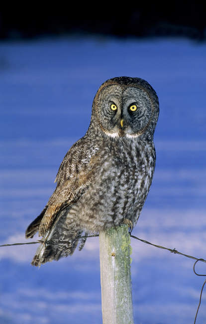 Great gray owl perched on fence post on snowy meadow. — Stock Photo
