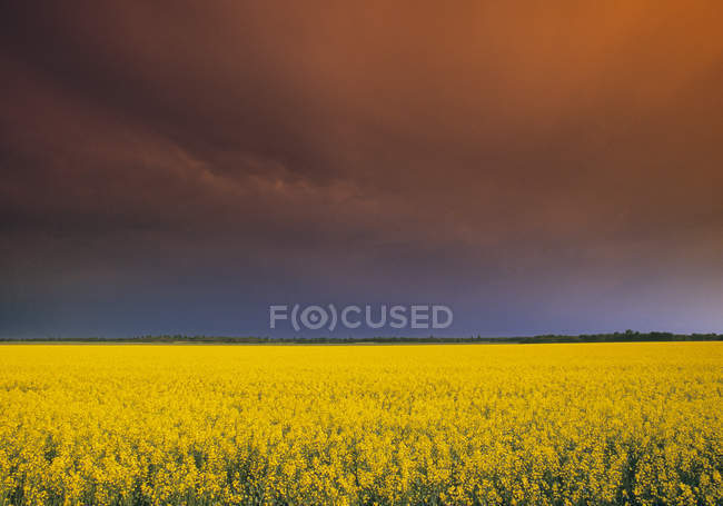 Champ de canola et ciel orageux en Hollande, Manitoba, Canada — Photo de stock
