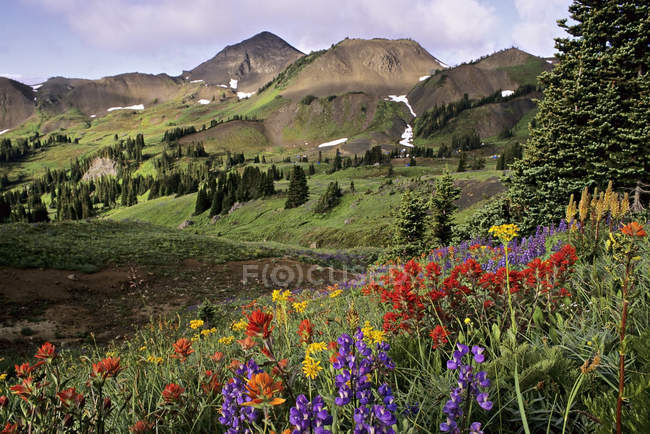Flores silvestres de la cuenca del Cinabrio, South Chilcotin Mountains Provincial Park, Columbia Británica, Canadá - foto de stock