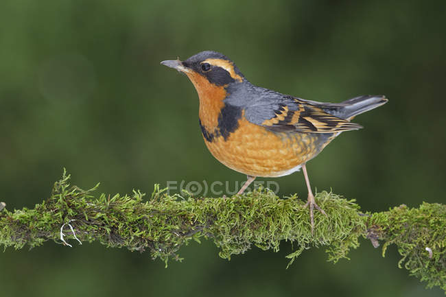 Varied thrush perched on moss-covered branch in woodland — Stock Photo