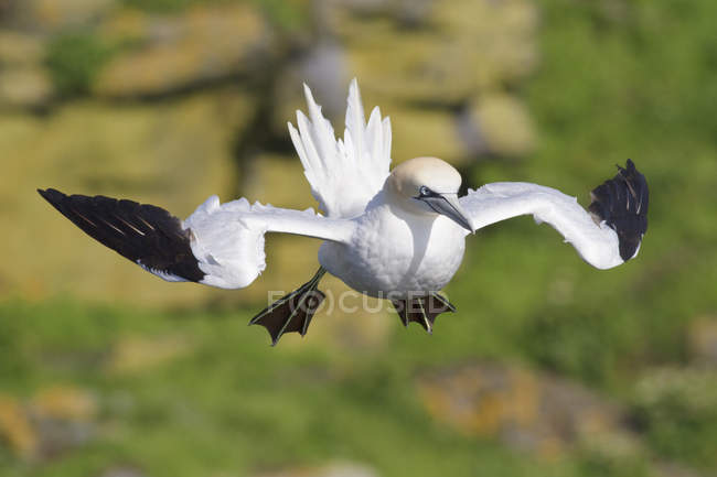 Atterraggio di uccelli della gannet settentrionale sulla costa, primo piano . — Foto stock