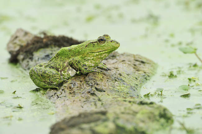 American bullfrog sitting on marsh sand, close-up — Stock Photo