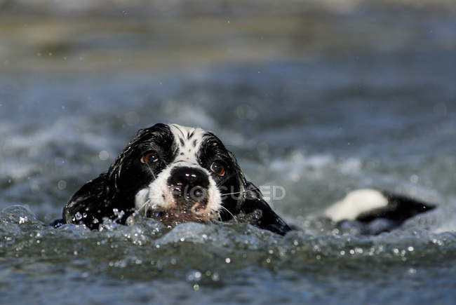 Springer spaniel nadar agua del lago, primer plano - foto de stock