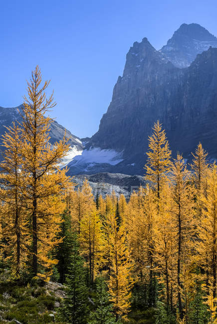 Alpine larch trees in autumnal foliage at Lake Ohara in Yoho National Park, British Columbia Canada. — Stock Photo