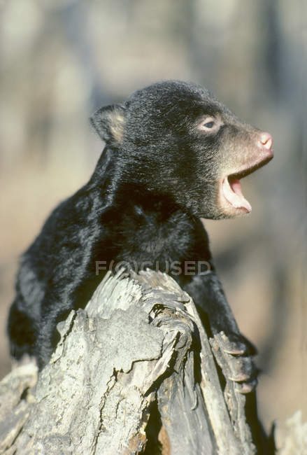 Urso negro filhote chorando enquanto trepa árvore na floresta . — Fotografia de Stock