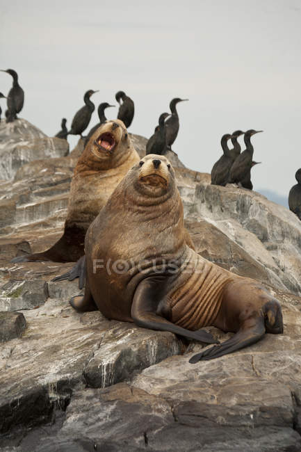 Leoni marini e cormorani Steller a Race Rocks in Canada . — Foto stock