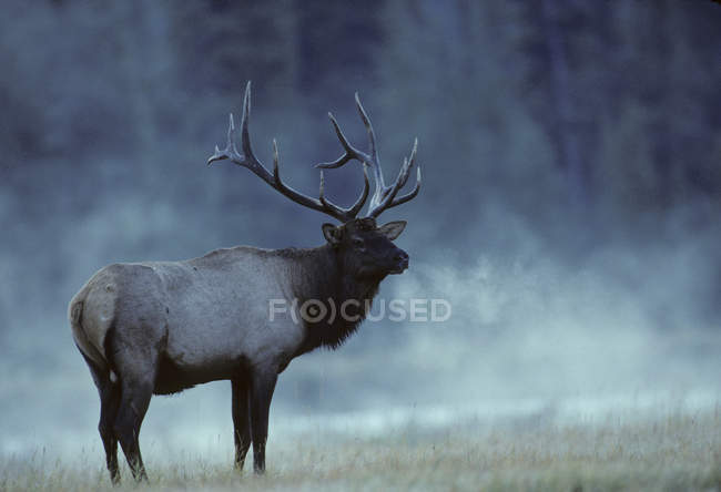 Wapiti debout dans les bois brumeux de l'Alberta, Canada . — Photo de stock