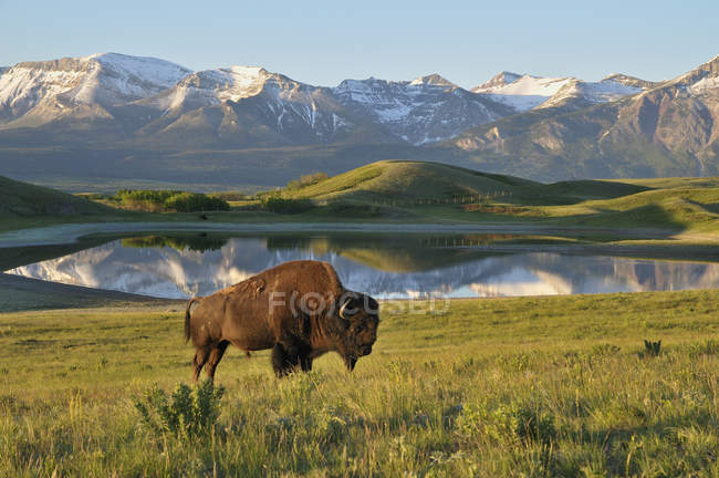 Bison des plaines broutant dans un pré au bord d'un lac dans le parc national des Lacs-Waterton, Alberta, Canada — Photo de stock