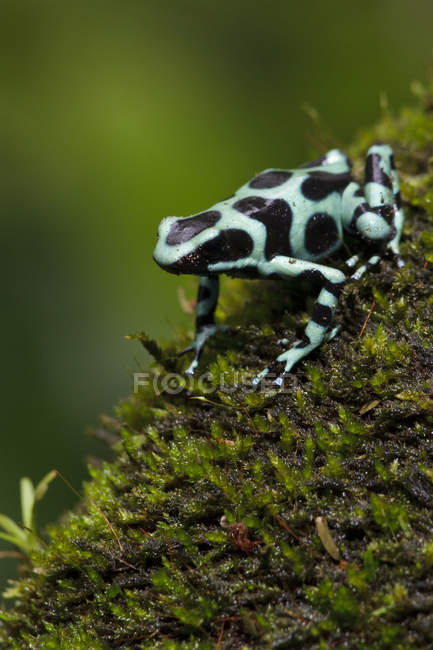 Green and black poison dart frog perched on mossy branch in rain forest. — Stock Photo