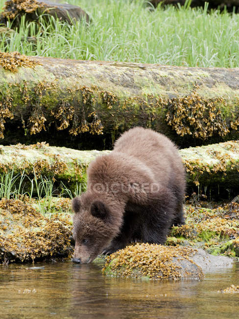 Junger Grizzlybär trinkt aus Mündung im Wald. — Stockfoto