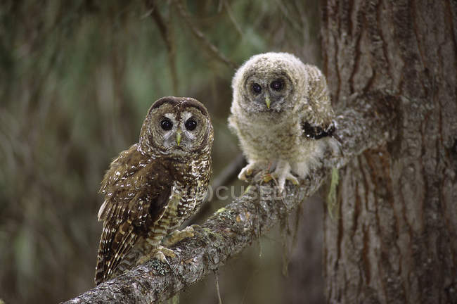 Northern spotted owl with owlet sitting on fir tree branch. — Stock Photo