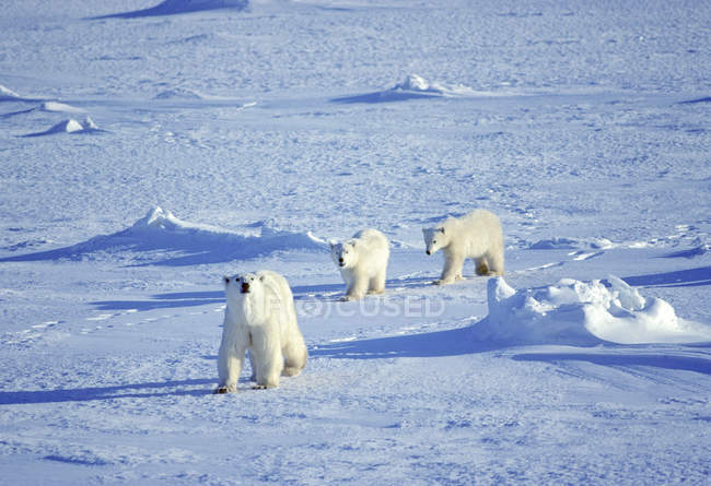 Orso polare femmina che viaggia su pack ice con cuccioli a Hudson Bay, Canada . — Foto stock